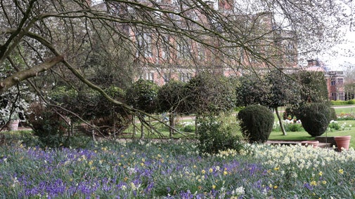 Bluebells in the spring garden at The Children's Country House at Sudbury